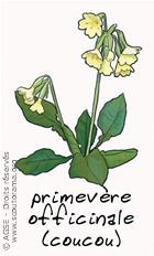 primevere