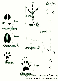 traces-animaux3