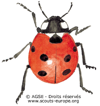 coccinelle