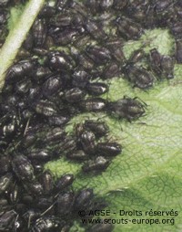 pucerons