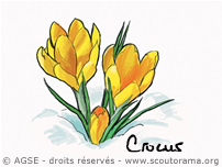 crocus crocus