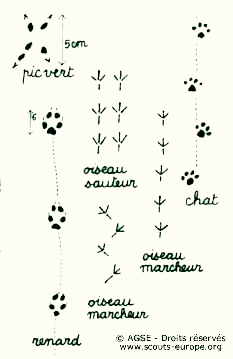 traces-animaux1