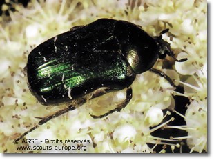 cétoine