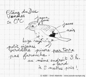 croquis oiseaux croquis oiseaux